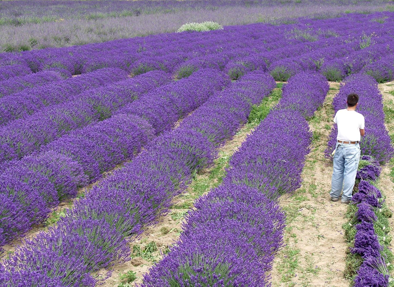 L+ Planta viva de lavanda, Lavandula x Intermedia ‘Provence’, fragante, ideal para jardinería (4 plantas vivas)