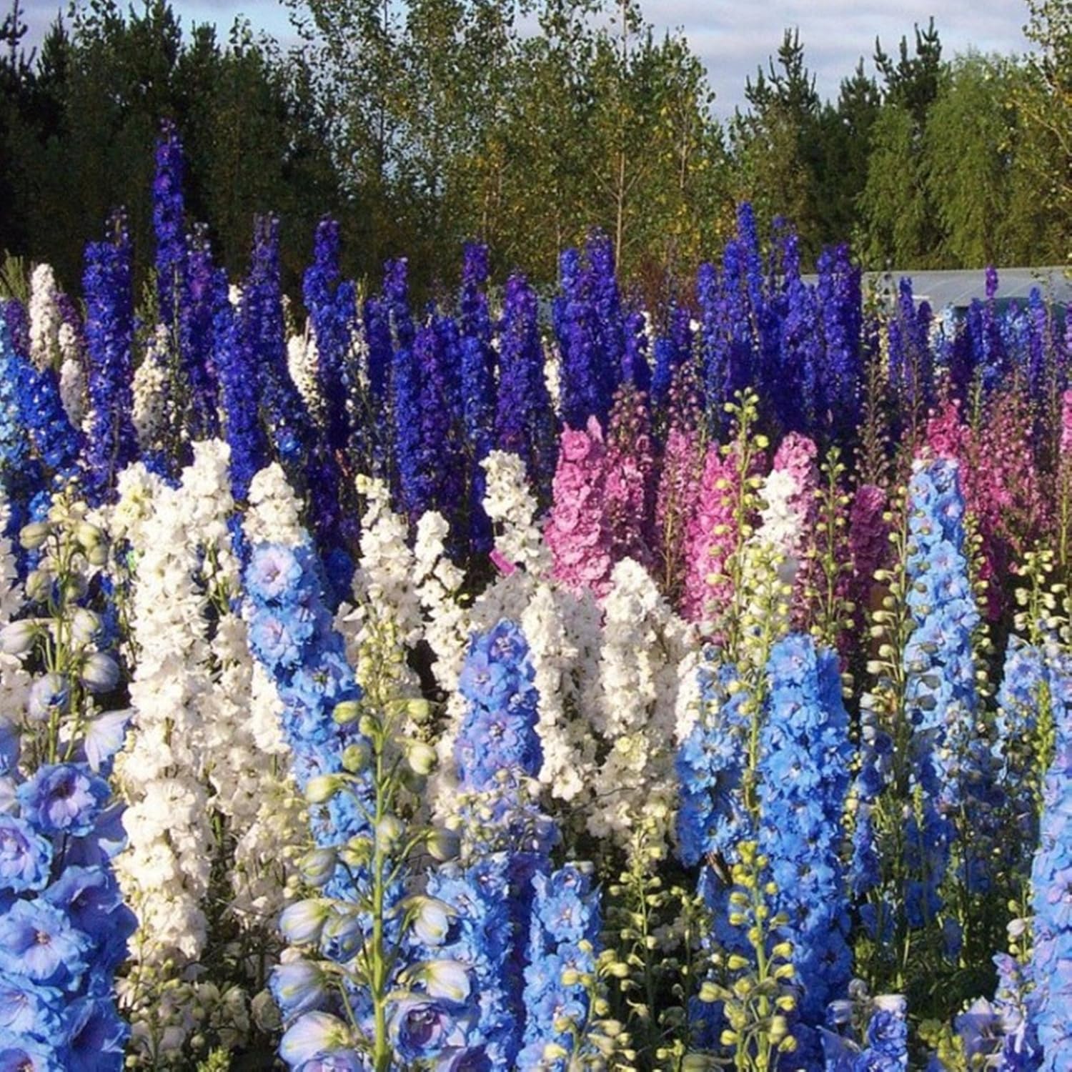 Semillas Rocket Larkspur Delphinium Giant High Tall Mix Anual Flores cortadas al aire libre para plantar sin OMG