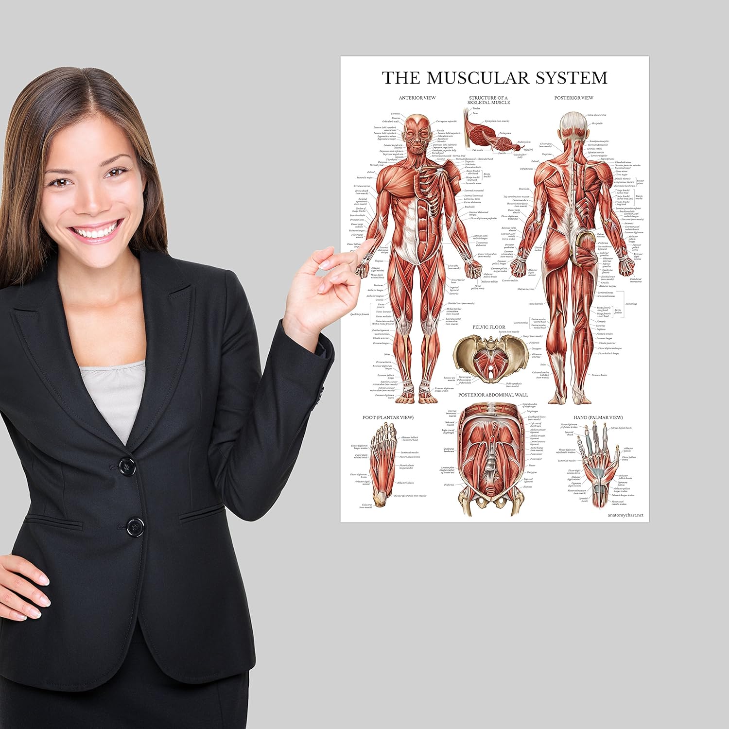 Palace Learning Paquete de 3 carteles de anatomía muscular, esqueleto y sistema endocrino, gráficos anatómicos del sistema muscular y esquelético,