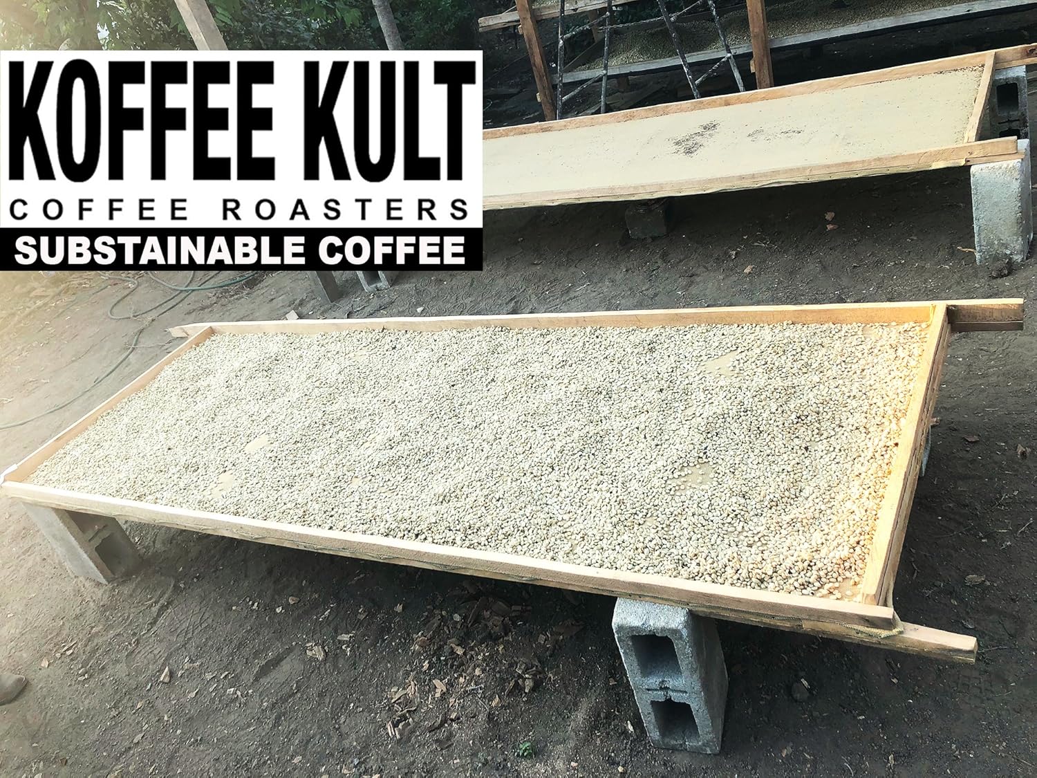 Koffee Kult Limited – Granos de café de Kenia tostado medio enteros – 100% granos arábica de comercio directo de origen único – Tostado artesanal