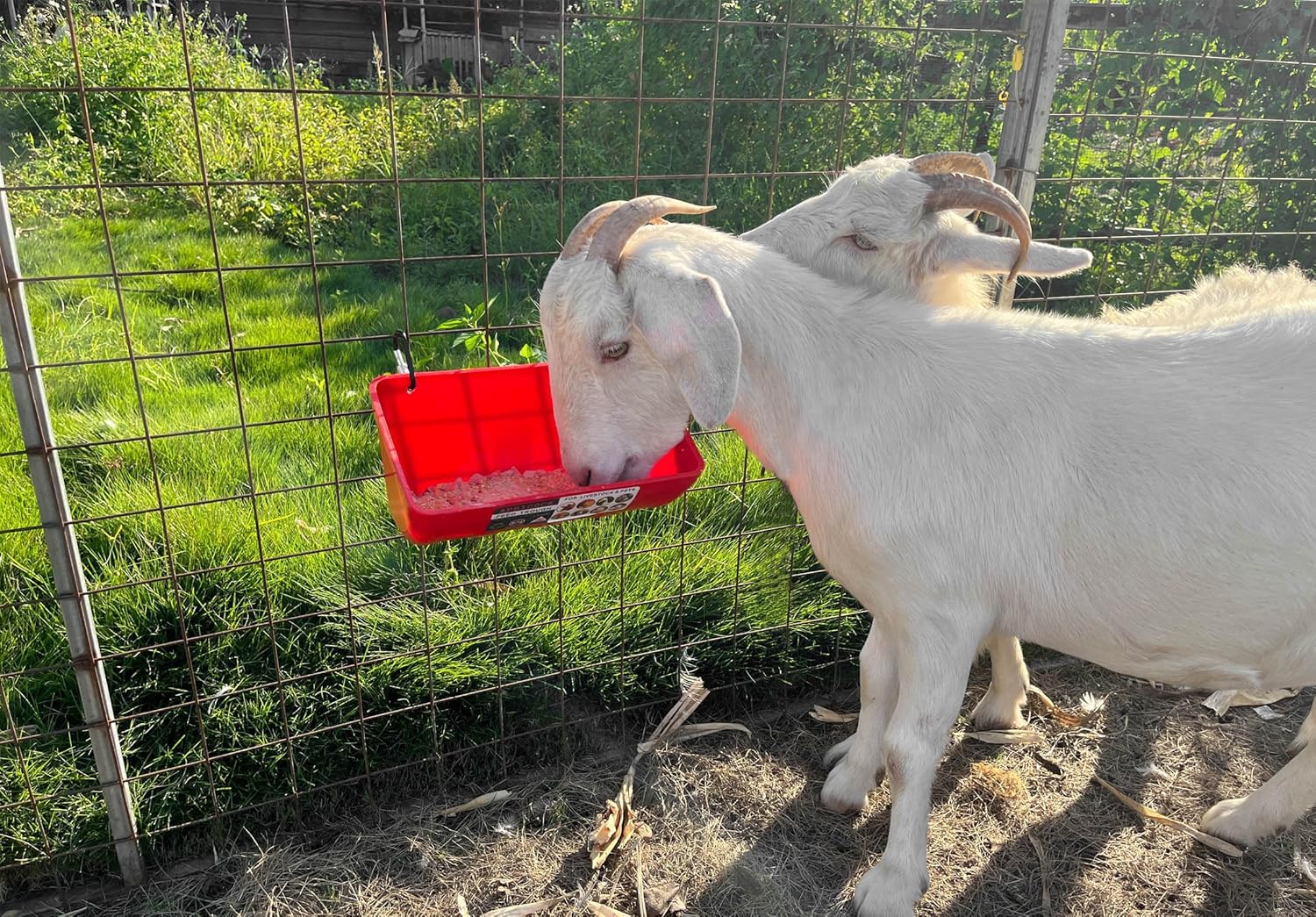 Paquete de 2 canales de alimentación y cubo de agua con clips, para cabras, pollos, patos, ovejas, lechones, ciervos, gansos, pavos, suministros de