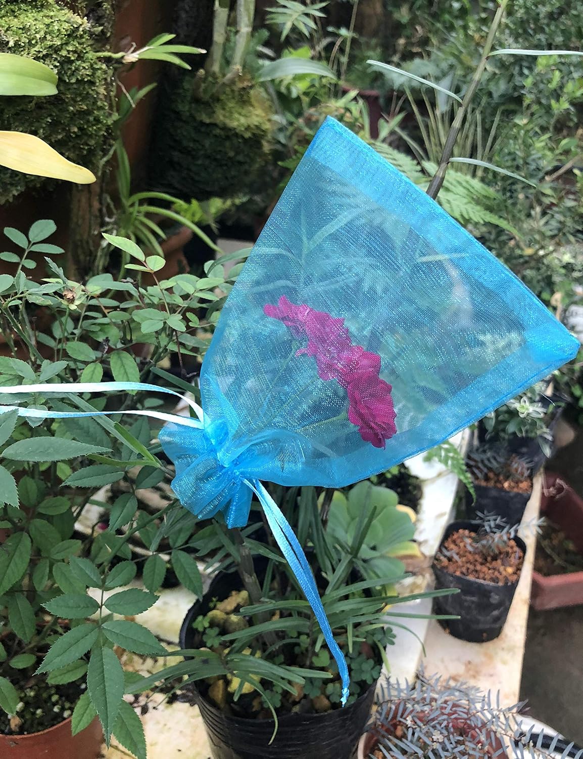 Jexila – 100 bolsas de organza transparentes de 5 x 7 pulgadas con cordón color turquesa, bolsas para regalar joyería, bolsas para regalo de malla