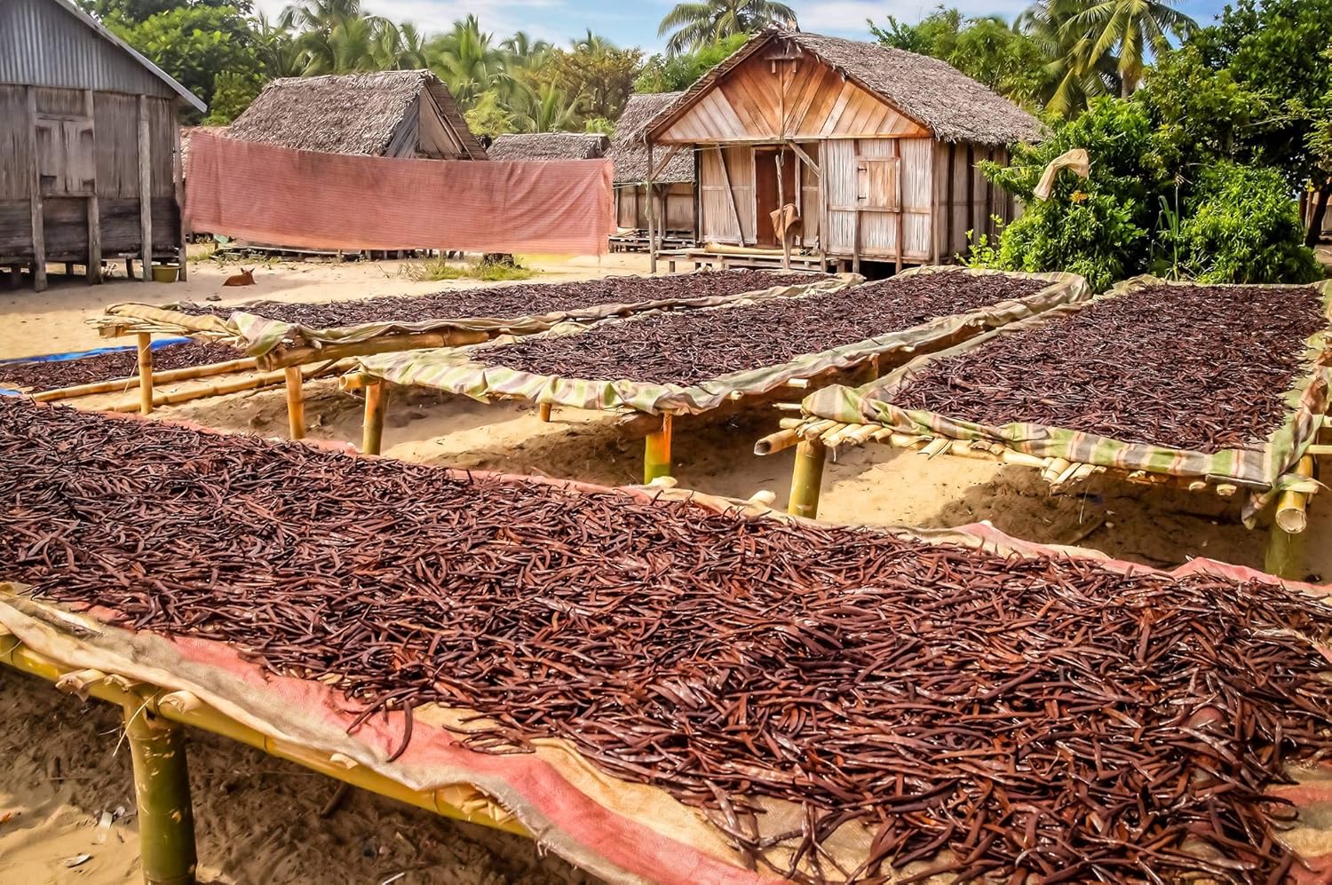 10 granos de vainilla orgánicos de Madagascar  Cápsulas de extracto entero grado B para hornear, extracto casero, elaboración de cerveza, café,