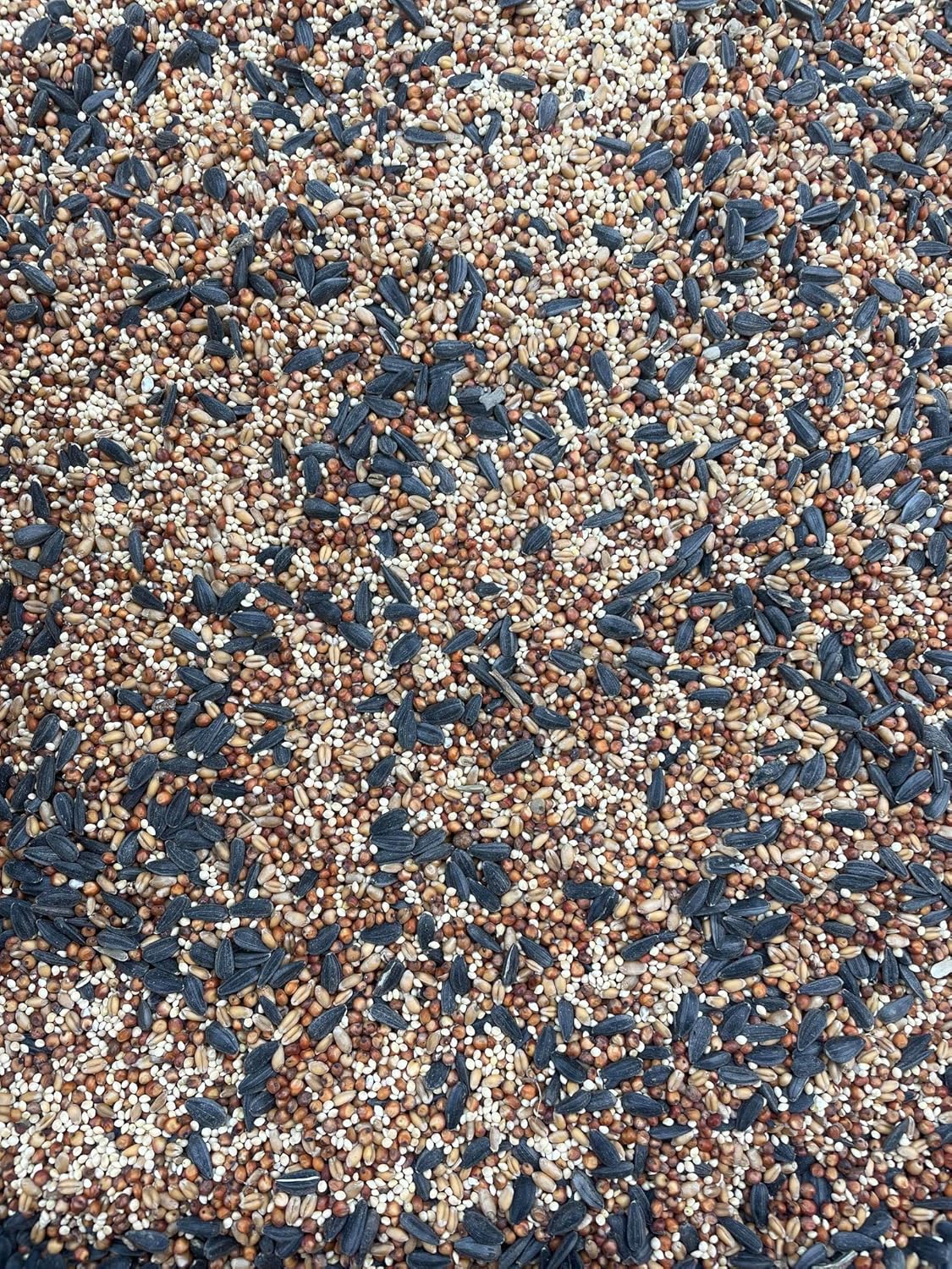 Mezcla especial sin maíz de semillas de aves silvestres (bolsa de 40 libras)