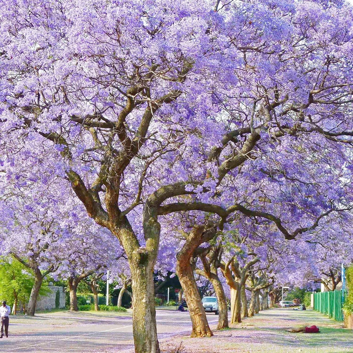 YEGAOL Garden – Semillas azules de jacaranda mimosifolia, impresionante árbol ornamental, flores azules vibrantes, tolerantes a la sequía, bajo
