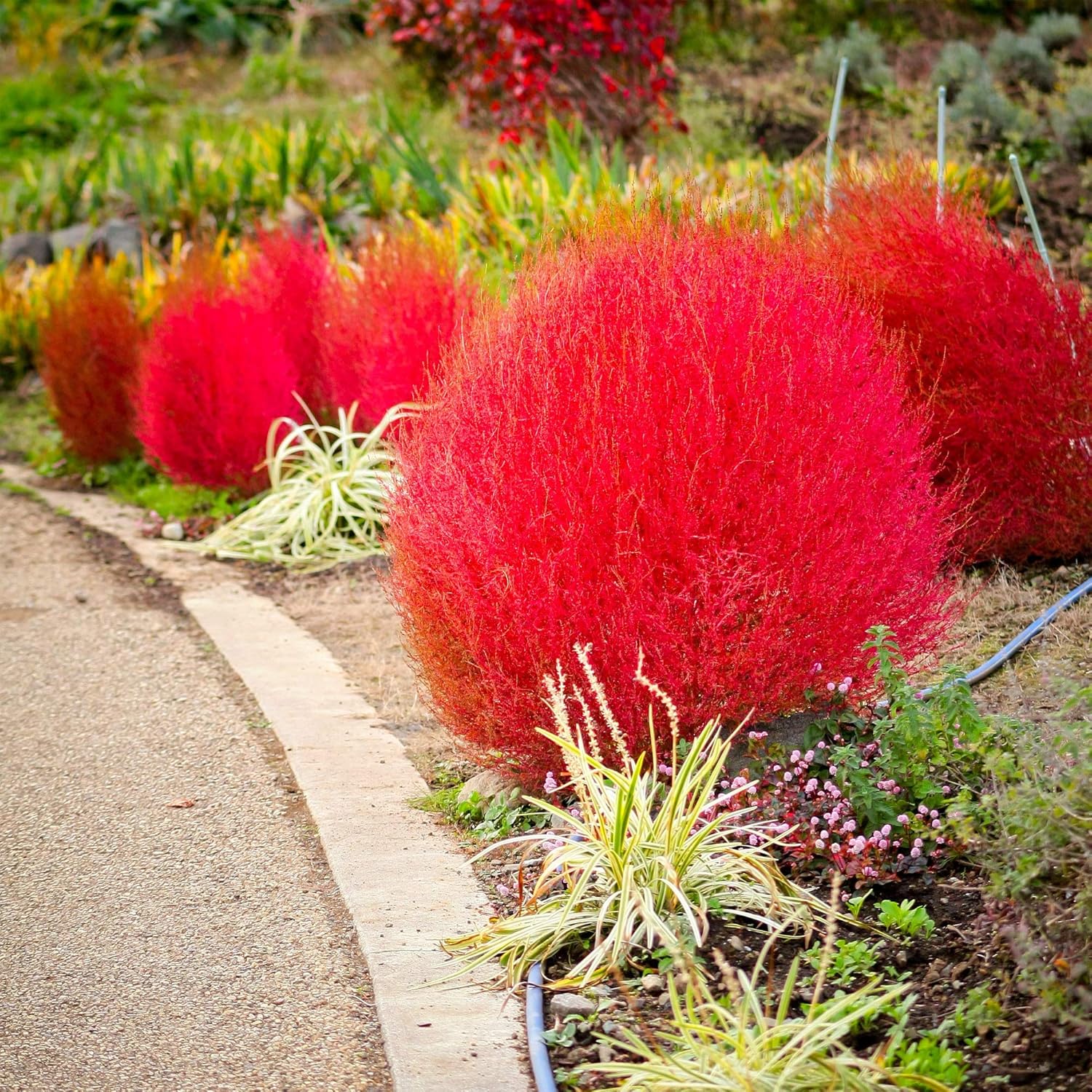 Outsidepride 5000 semillas Kochia Trichophylla ardientes de la planta del follaje del arbusto semilla para plantar