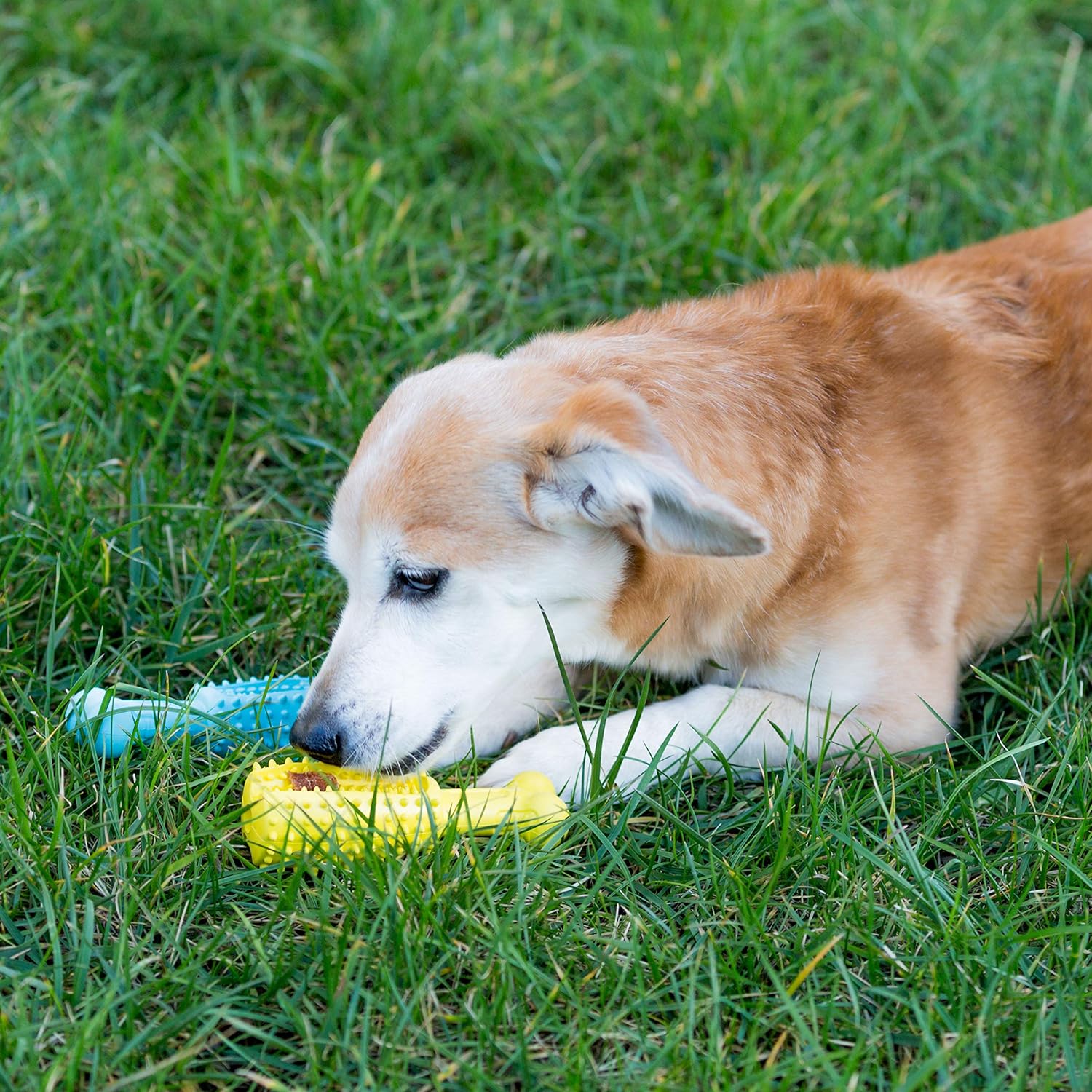 Youngever Paquete de 2 juguetes de golosinas para perros para limpieza de dientes de mascotas, masticar, buscar, dispensar alimentos (pequeño 4.8