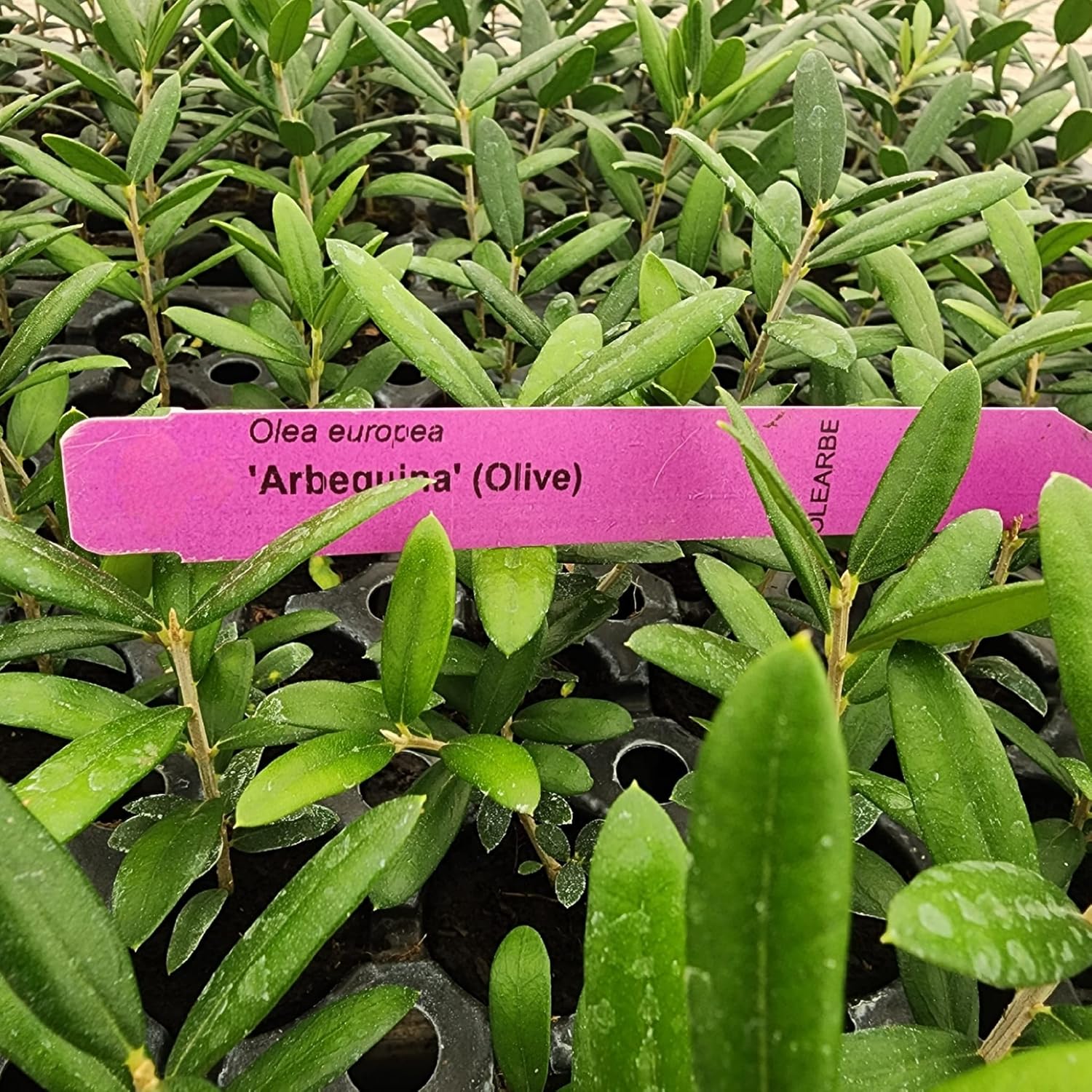 Juego de 4 plantas vivas de olivo “Arbequina”.