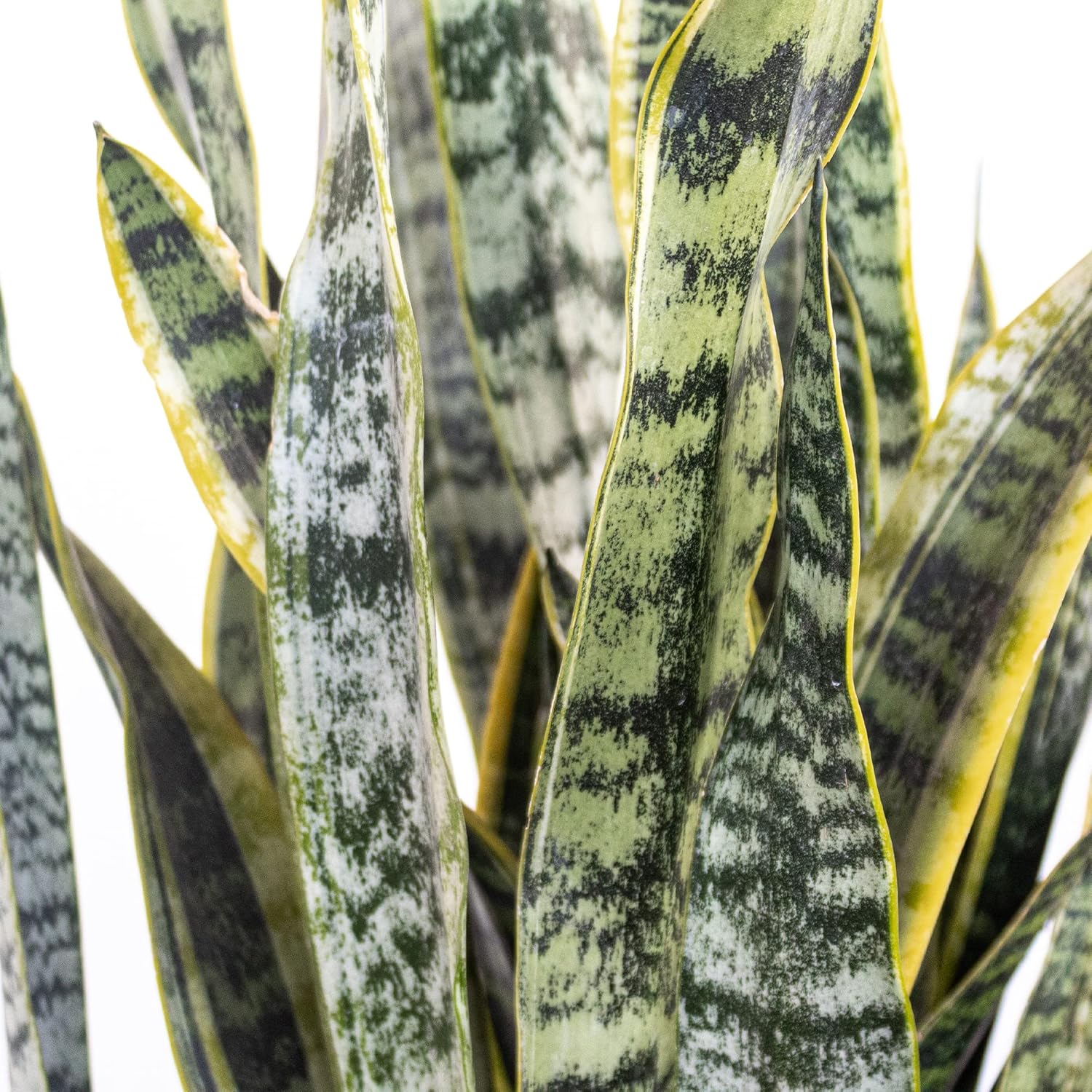 Sansevieria Live Indoor Snake Planta