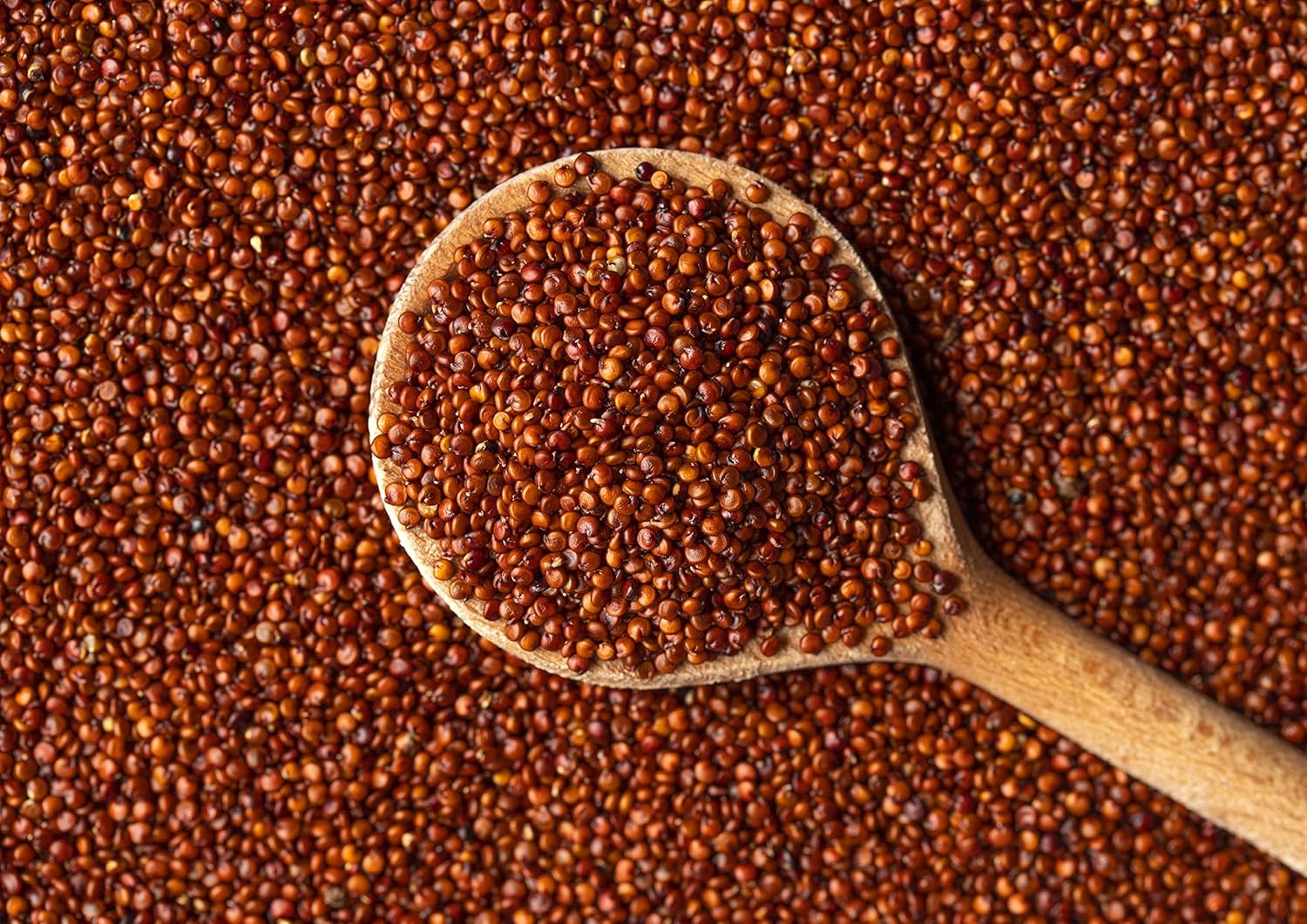Quinua roja, 12 onzas, semillas antiguas de grano entero, crudas, germinables, kosher, veganas, sirtfood, a granel. Ricas en aminoácidos y minerales