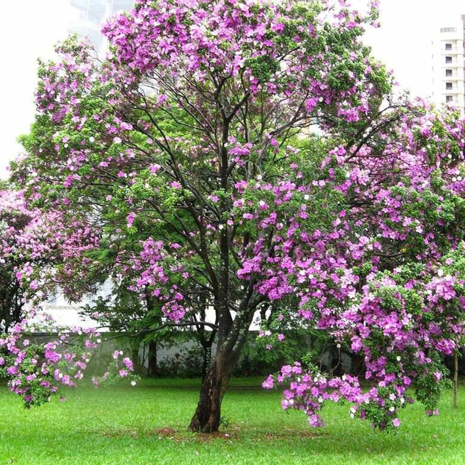 YEGAOL Garden – Semillas de orquídea, árbol de mariposas vistosas y fragantes, atraen mariposas, de bajo mantenimiento, para exteriores, 10 semillas