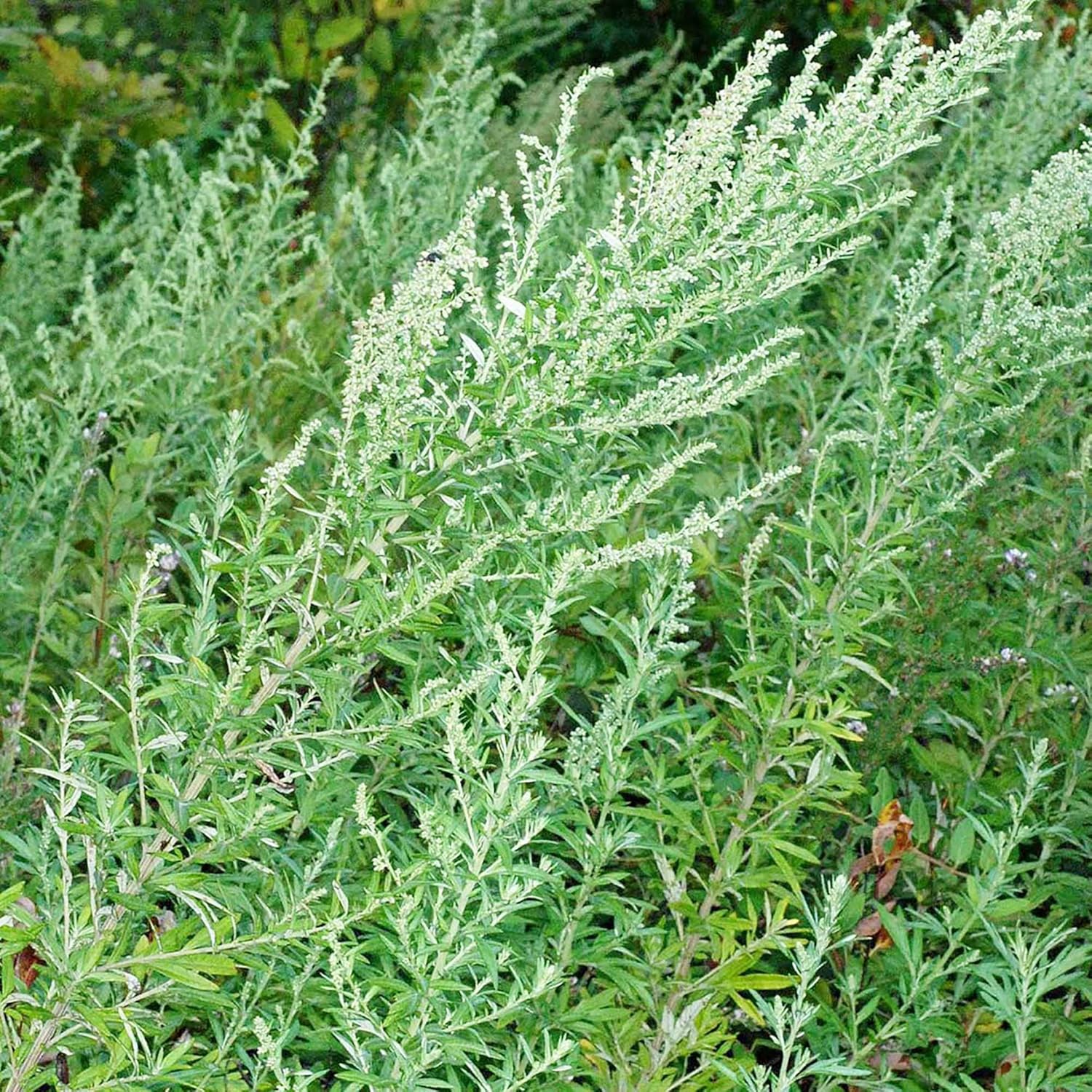 YEGAOL Garden – Semillas de artemisia vulgaris, planta perenne resistente, aspecto distintivo aromático, hojas aromáticas, beneficios potenciales