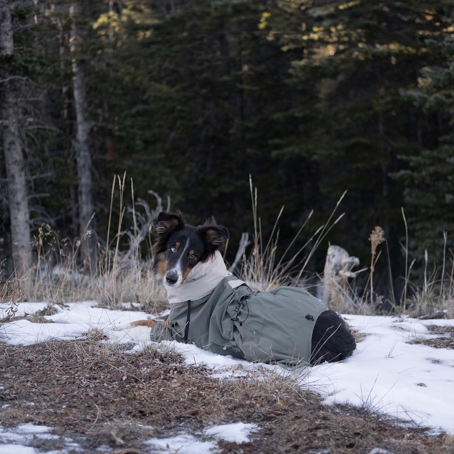 Midnight Forest – Chaqueta impermeable para perro, ligera y ajustable, impermeable para perros medianos  Chaqueta impermeable para perros medianos