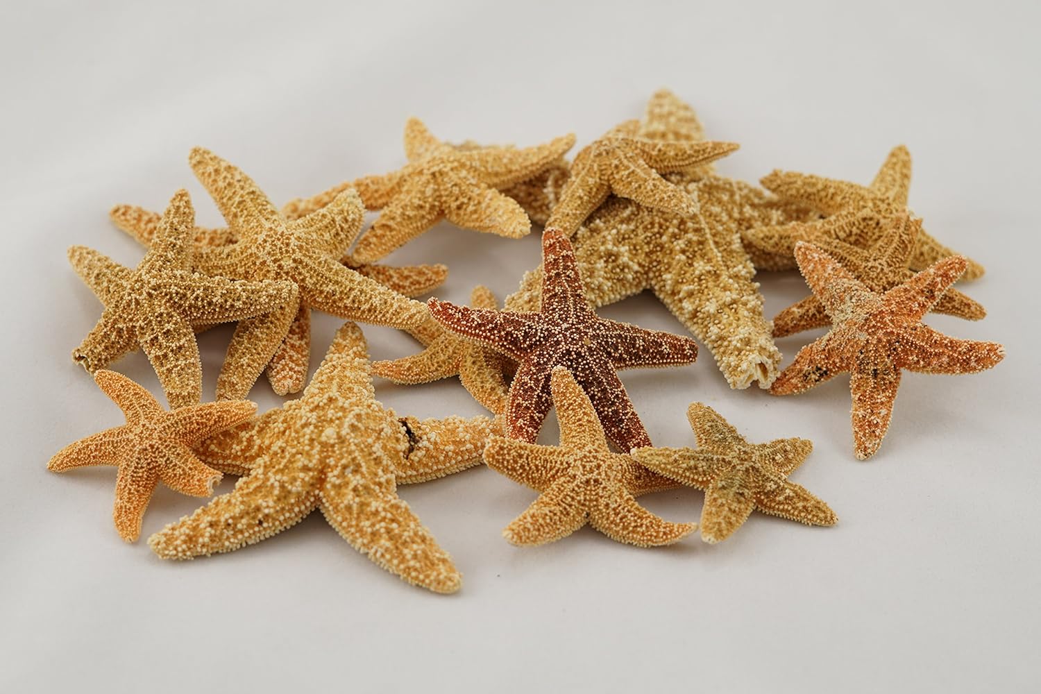 Decoración de estrellas de mar  15 estrellas de mar de azúcar de formas únicas de 2 a 5 pulgadas  Estrellas de mar imperfectas para manualidades y