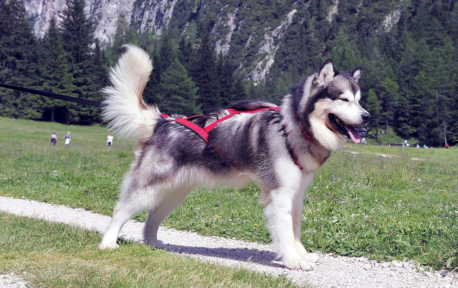 Arnés de trineo profesional de Neewa, arnés para tirar, arnés Husky, arnés de Mushing, arnés X Back para perro ejercicio, ciclismo, esquí, trineo