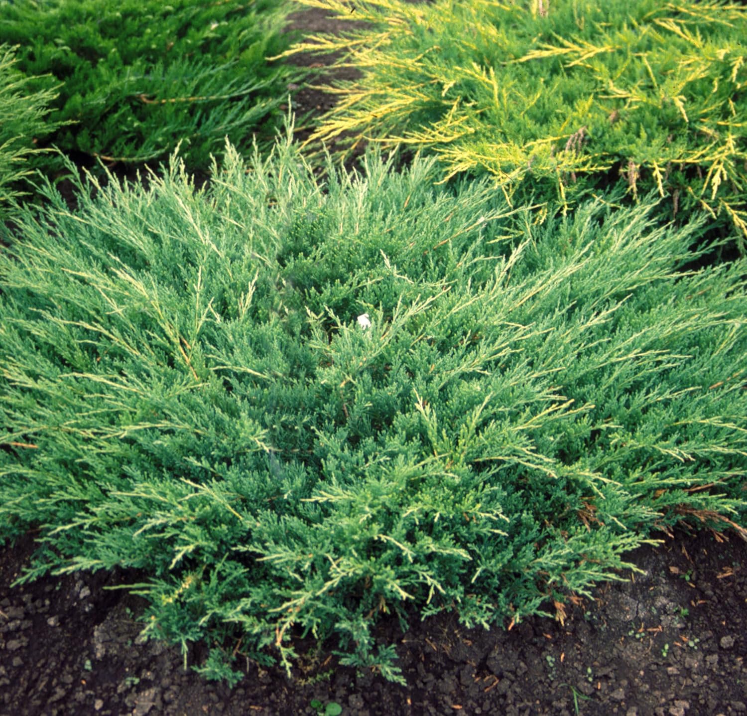 Andorra Compacta Juniper – 30 plantas vivas – Cubierta de suelo de hoja perenne resistente al frío tolerante a la sequía