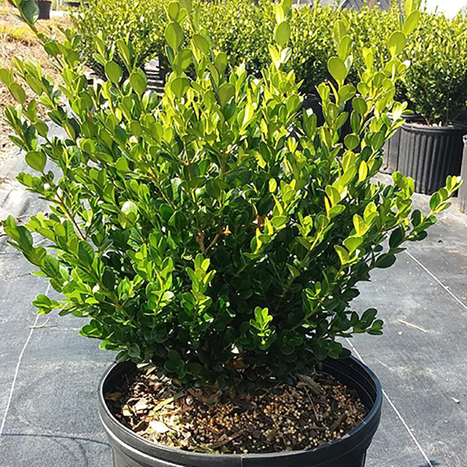 Shrub Wintergreen Boj, 7 galones, verde intenso
