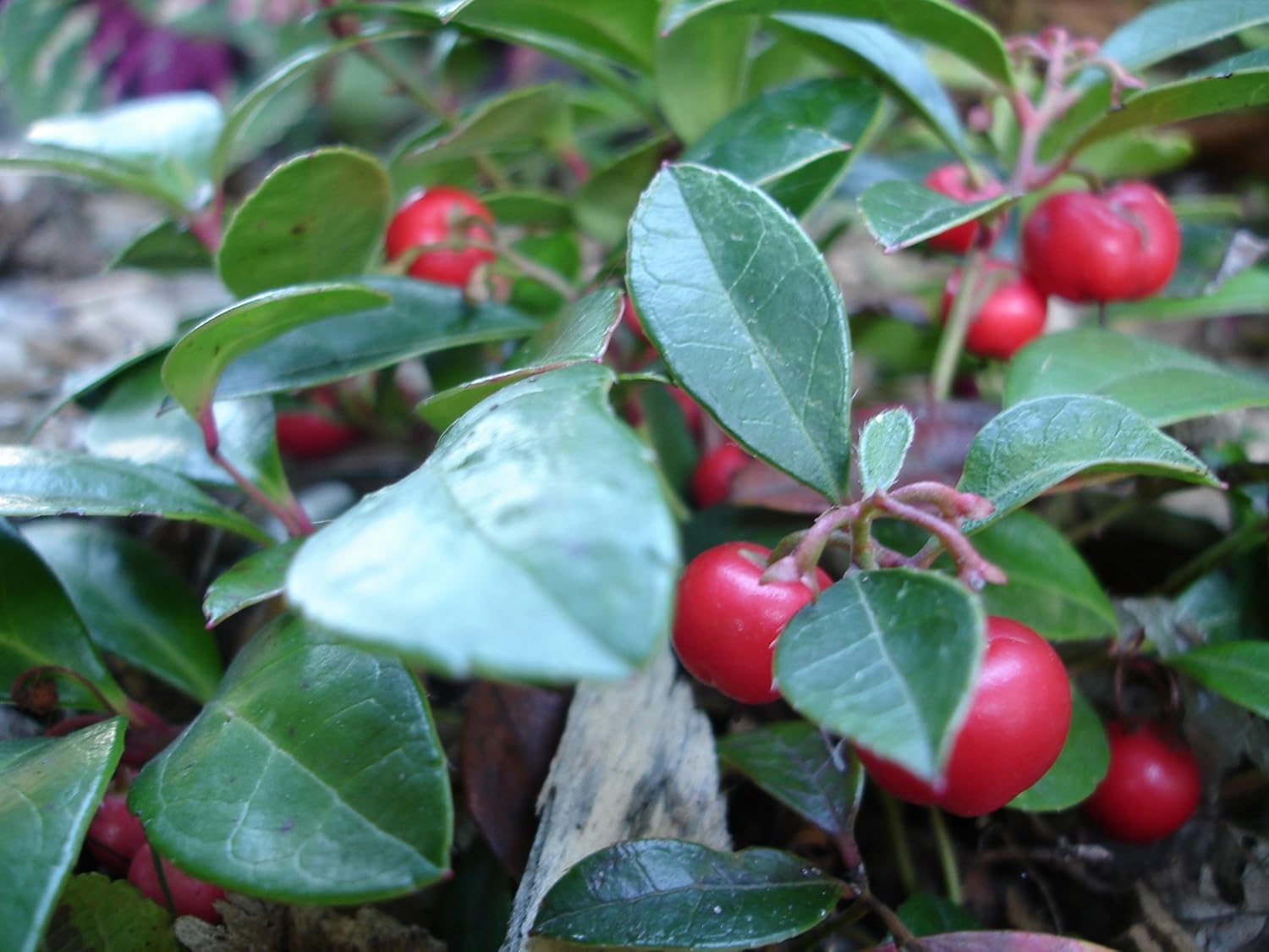 20 semillas de flores de hoja perenne de Gaultheria Procumbens de color verde invernalTEABERRY