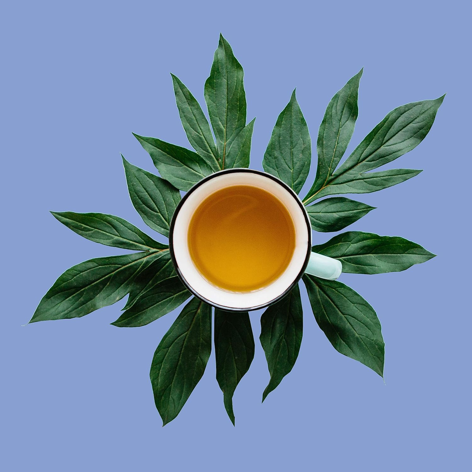 Hoja suelta de té blanco rosa, 4 onzas, el primer sorbo de té