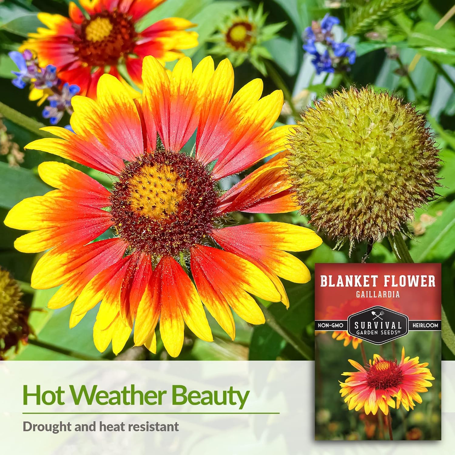 Survival Garden Seeds – Semillas de flores para plantar – 2 paquetes con instrucciones para plantar y cultivar Gaillardia Pulchella en tu huerto