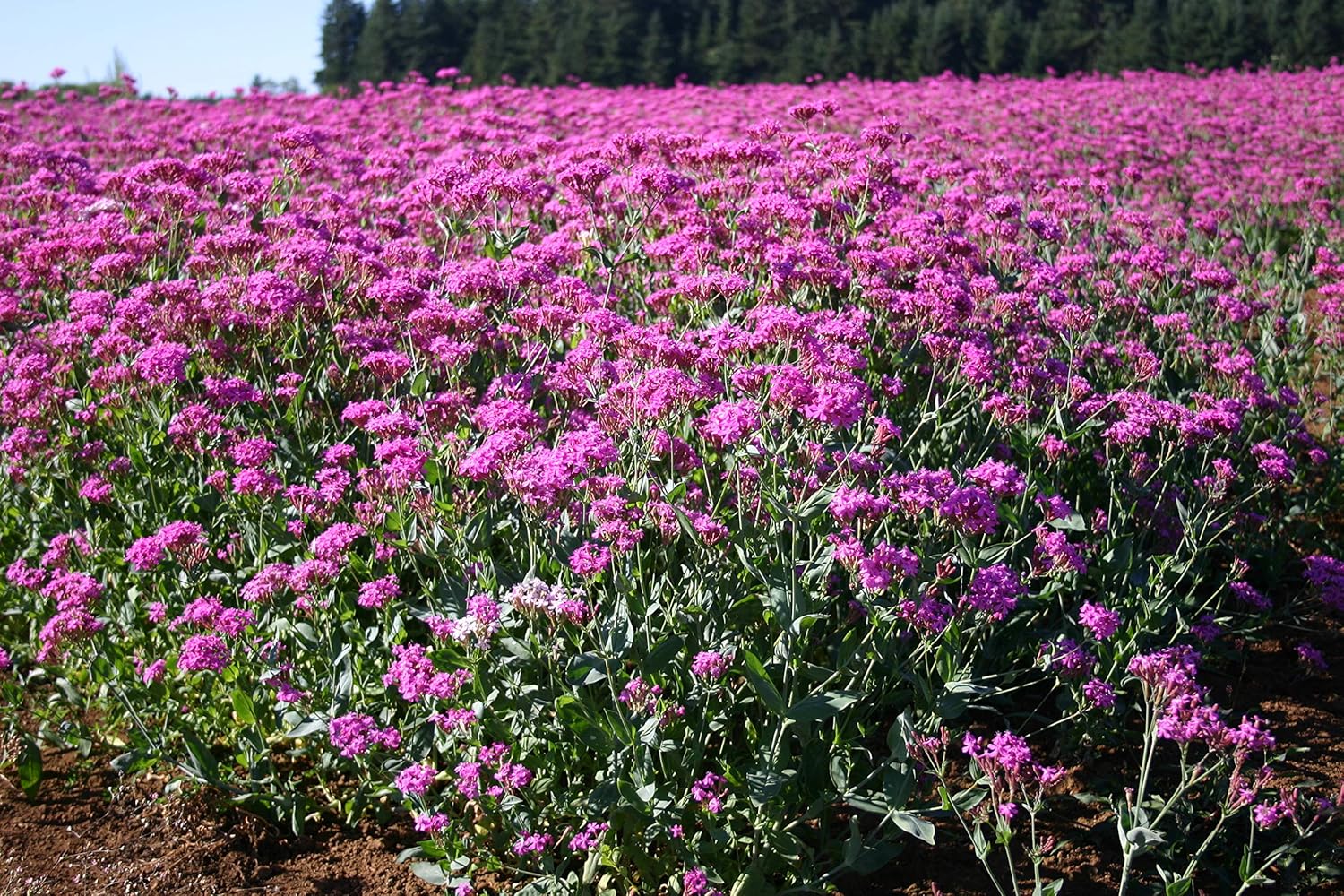 Semillas de flores Catchfly para plantar, más de 3000 semillas por paquete, semillas de jardín de Isla (semillas de jardín de Isla), semillas sin