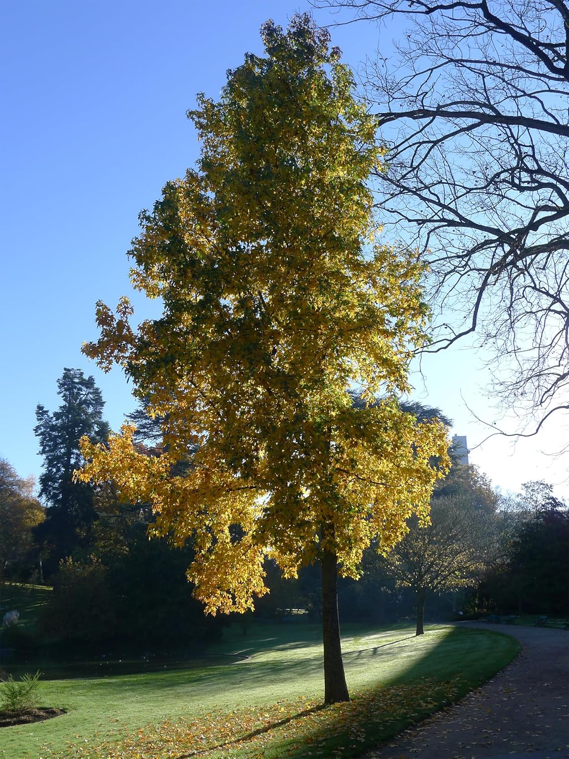 American Sweetgum  Plántula de árbol pequeño  The Jonsteen Company