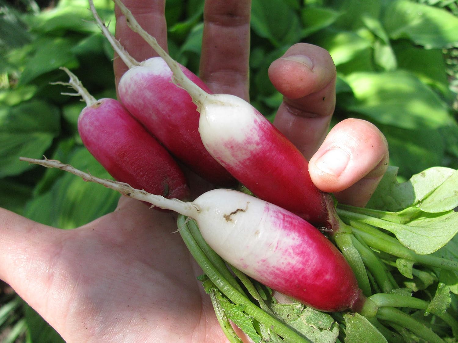 Semillas de Rábano Francés Vegetal 18 Días Temprano Rojo Heirloom – 300 Semillas