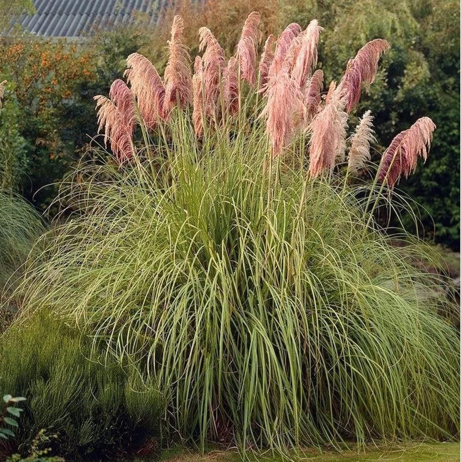 QAUZUY GARDEN Heirloom 50+ Semillas de césped perenne ornamental  Hierba de las Pampas  Flores de plumas altas “rosas”, planta llamativa, fácil de