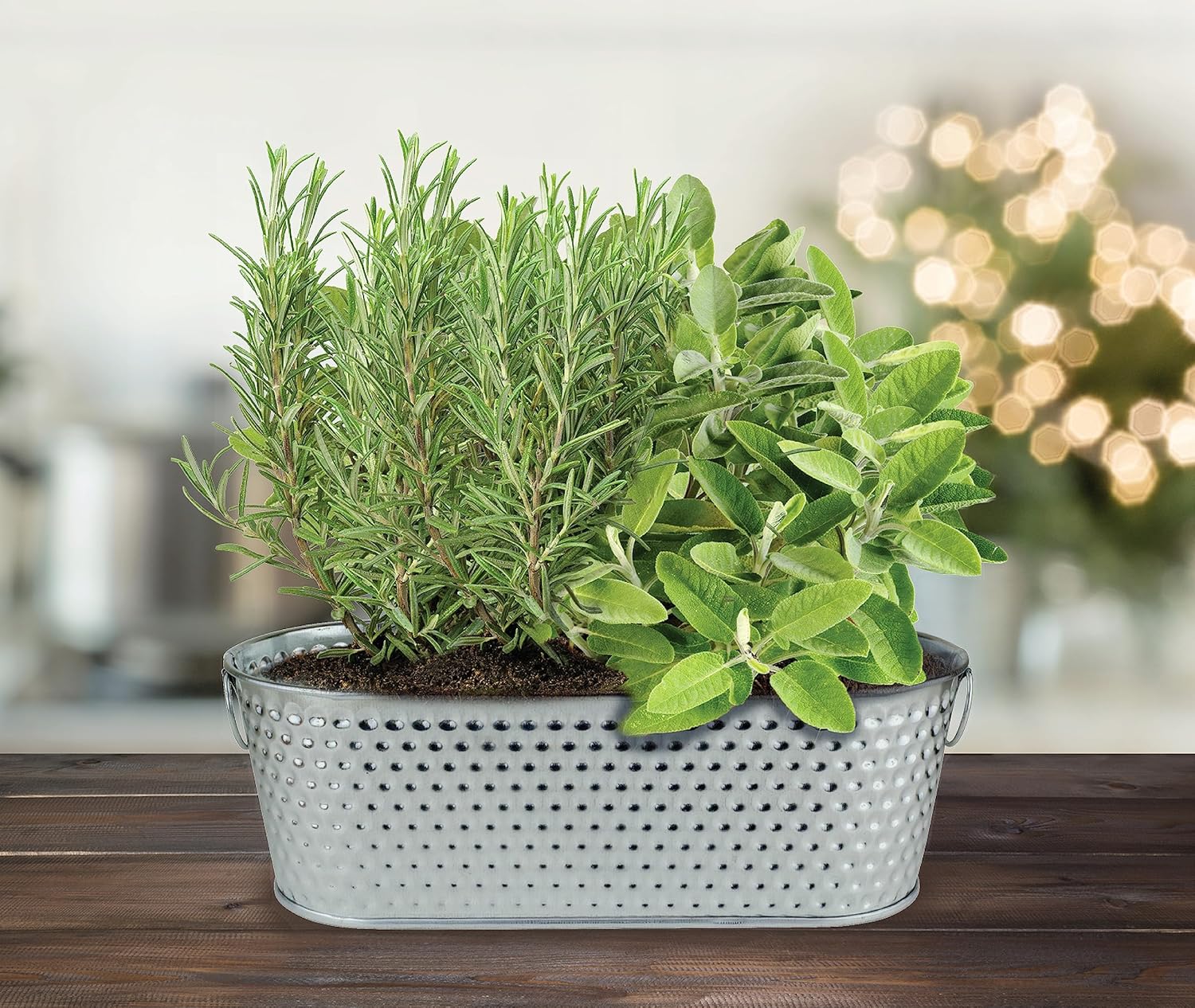BUZZY Kit de maceta de cultivo para alféizar de ventana de hierbas navideñas, semillas de romero y salvia, los mejores regalos de jardinería,