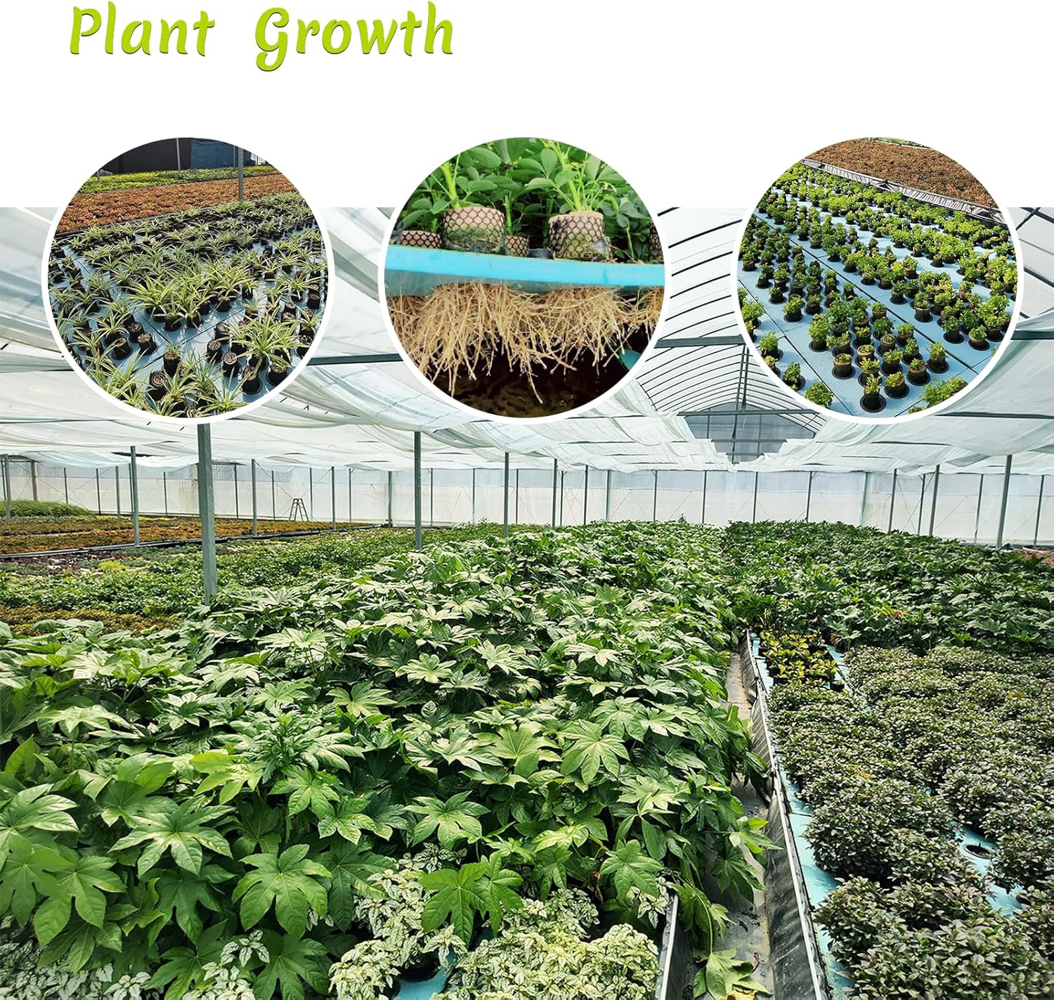 6 cápsulas hidropónicas, esponja hidropónica compatible con varios sistemas de plantación Aero-Garden, esponja de repuesto para crecimiento de