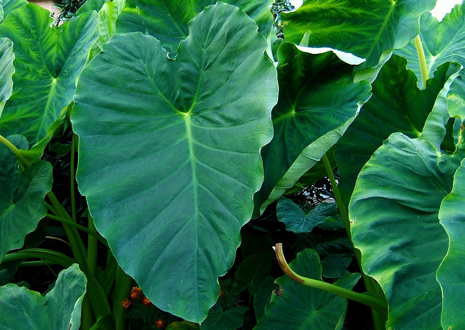 3 Bombillas Colocasia esculenta, Taro Verde, cocoyam, taro, Orejas de Elefante Bulbos Taro
