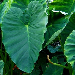 3 Bombillas Colocasia esculenta, Taro Verde, cocoyam, taro, Orejas de Elefante Bulbos Taro 3 Bombillas Colocasia esculenta, Taro Verde, cocoyam, taro, Orejas de Elefante Bulbos Taro