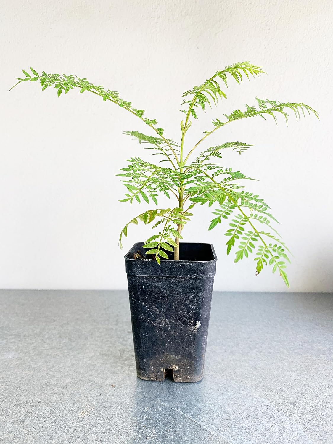 Jacaranda mimosifolia  Árbol de Jacaranda azul  Árbol bonsái de 3 a 4 pulgadas de alto  Planta de inicio