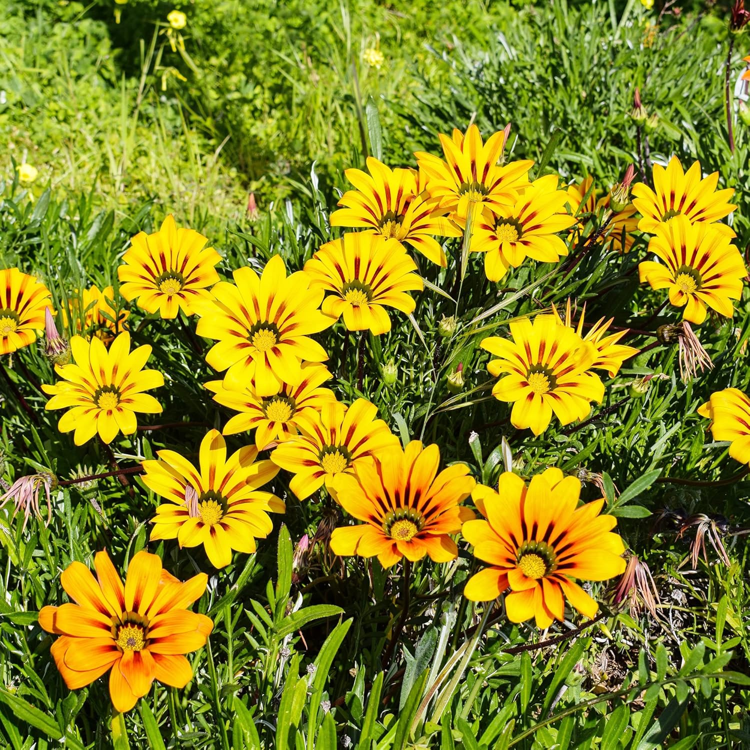 YEGAOL Garden – 100 semillas de Gazania para plantar sin OGM tolerantes a la sequía, plantas de cobertura del suelo, semillas anuales de bajo