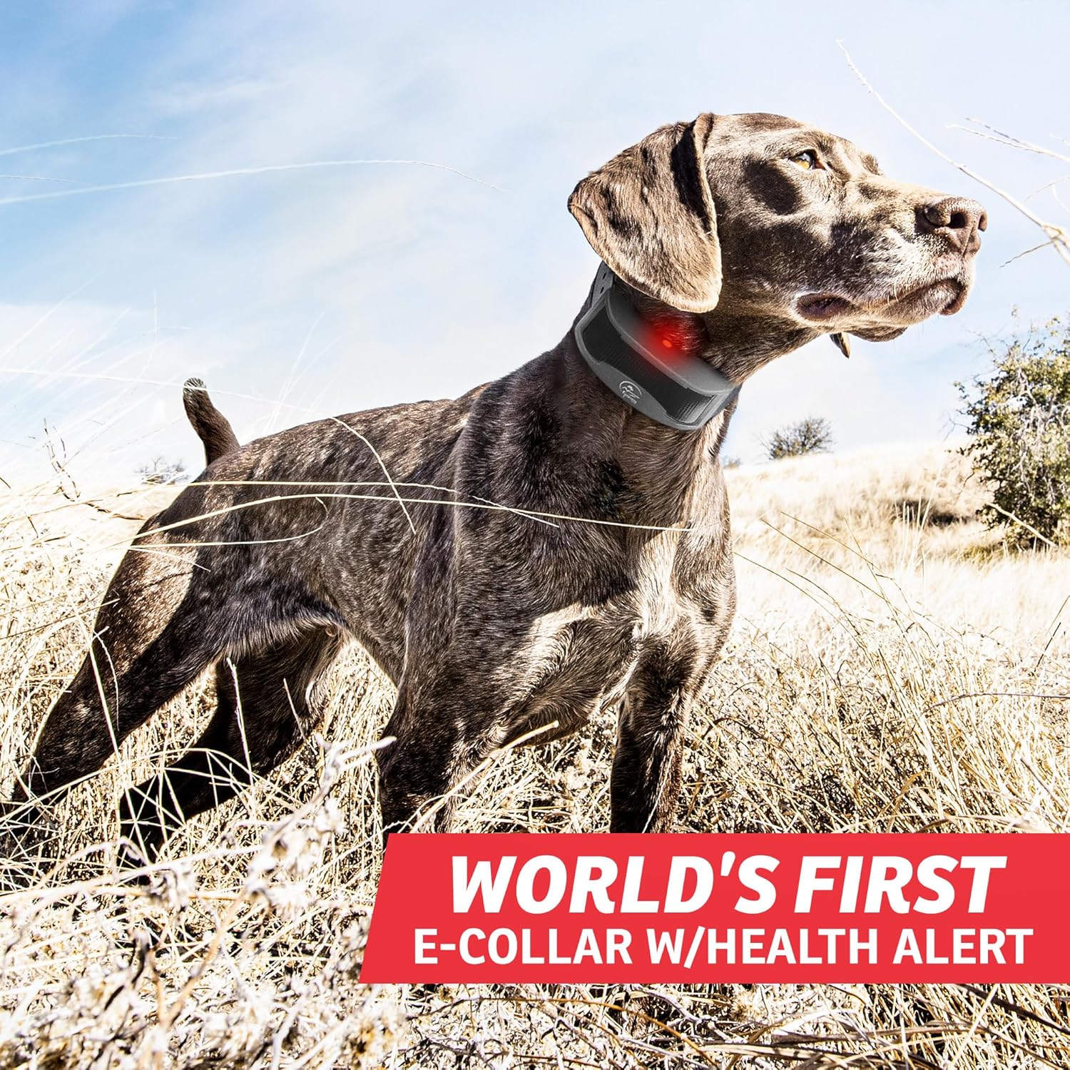 SportDOG Brand FieldSentinel 825 – Entrenador remoto con alertas de salud BodyGuard  El primer collar electrónico para perros con monitoreo de salud