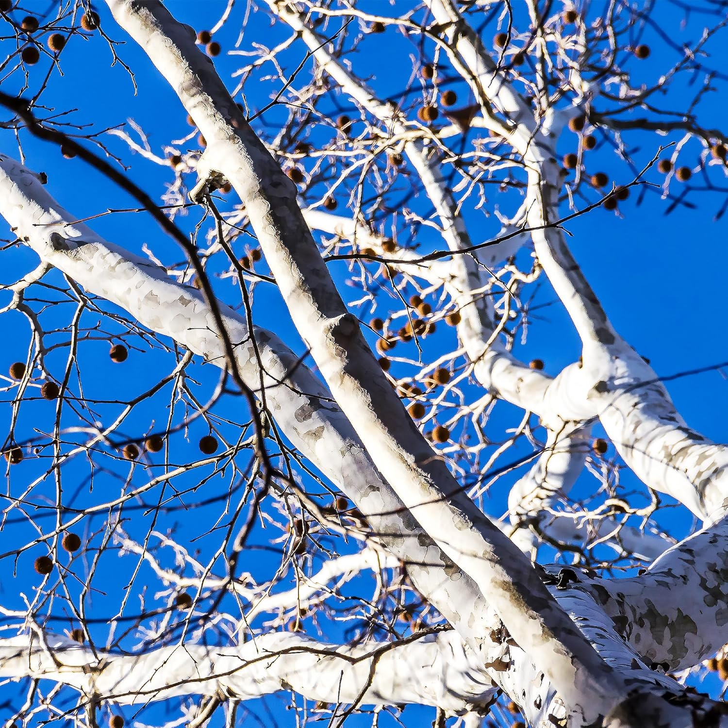 50 semillas de árbol de sicómoro americano de hoja caduca Platanus Occidentalis para jardín al aire libre por QAUZUY GARDEN