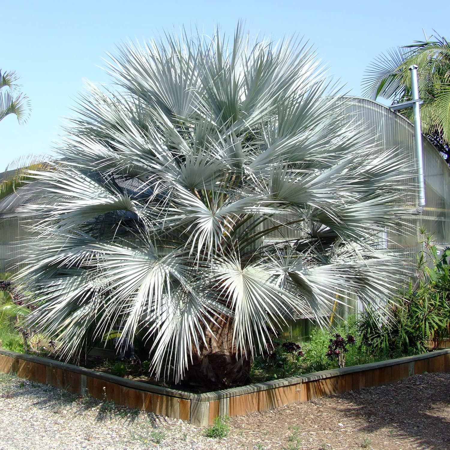 QAUZUY GARDEN 7 piezas de palmera azul mexicana (Brahea Armata) semillas de palma de Hesper azul llamativas, árbol perenne sin OMG, semillas de
