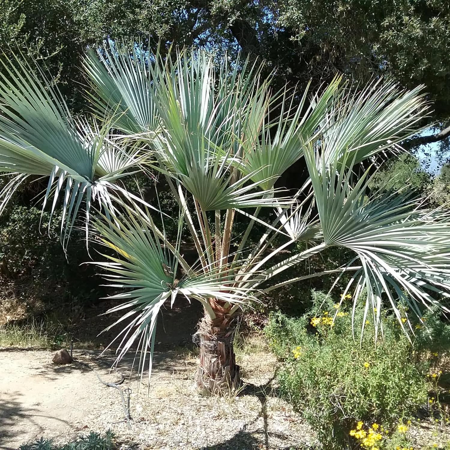 QAUZUY GARDEN 7 piezas de palmera azul mexicana (Brahea Armata) semillas de palma de Hesper azul llamativas, árbol perenne sin OMG, semillas de