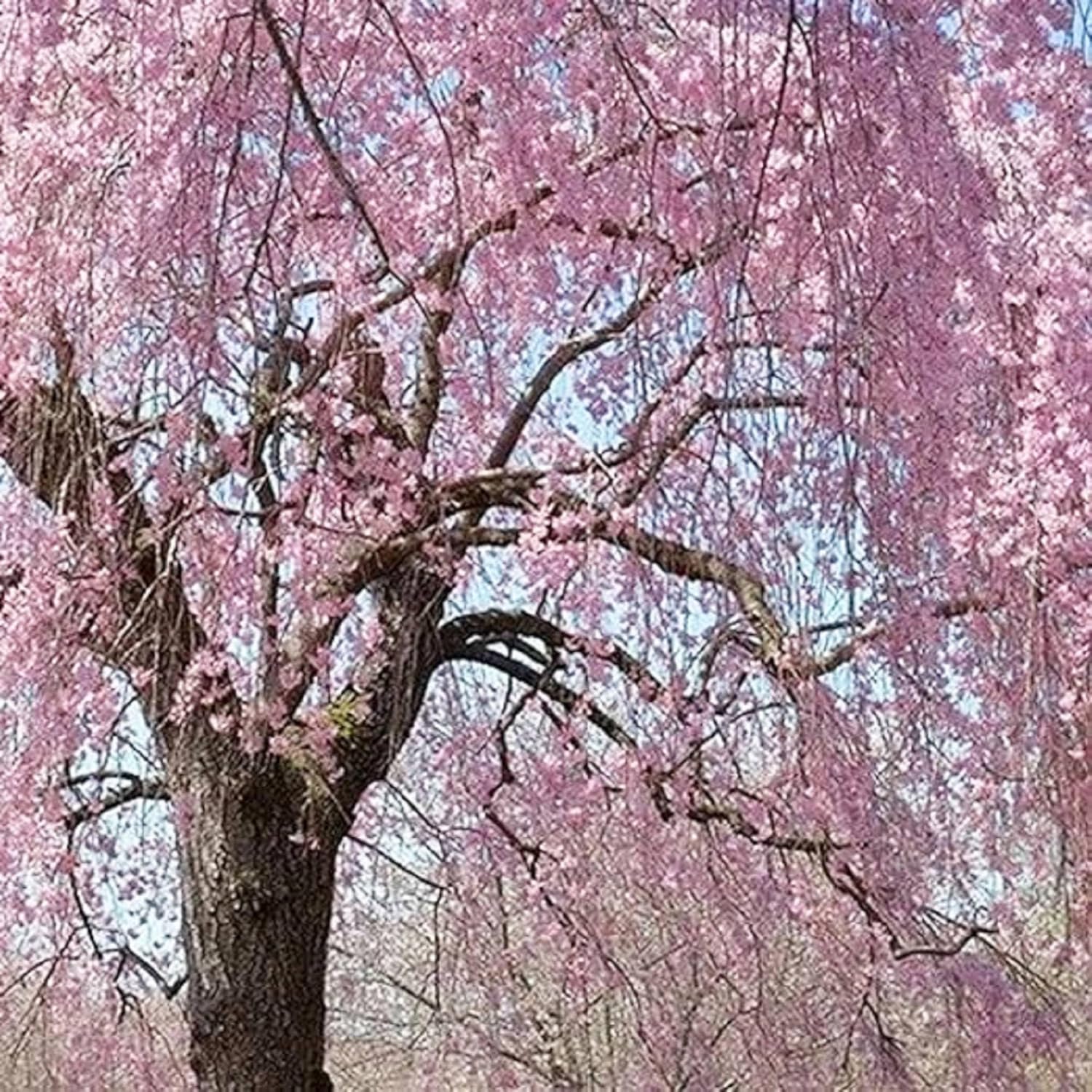CHUXAY GARDEN 5 semillas de cerezo Higan Prunus Subhirtella Spring Cherry Beauty Cherry Blossom Semillas de árbol para plantar floración llamativa