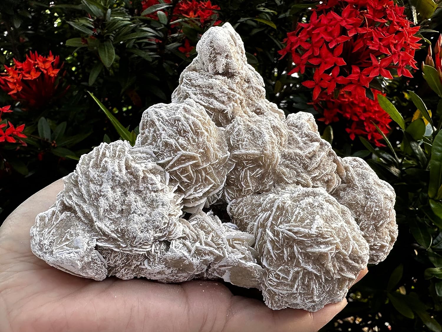 Gran racimo de rosas del desierto, piedras naturales de selenita de rosa del desierto, rosa de yeso del desierto, cristal de rosa de selenita crudo,