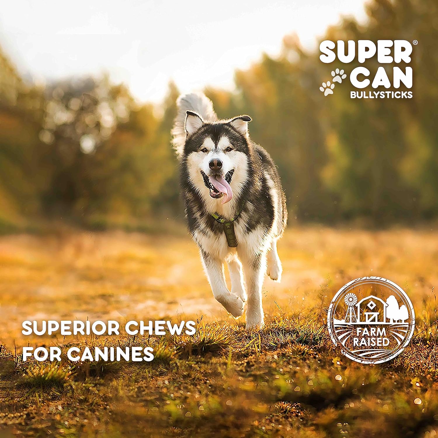 SUPER CAN BULLYSTICKS Supercan – Orejas de cerdo para perros (1 libra), golosinas naturales para perros, golosinas saludables para perros, astillas