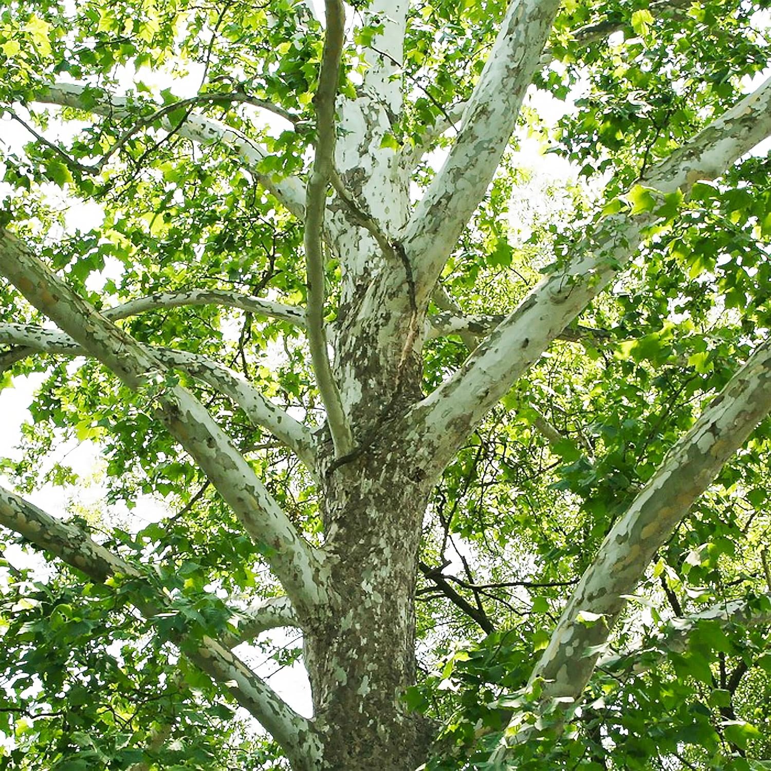 50 semillas de árbol de sicómoro americano de hoja caduca Platanus Occidentalis para jardín al aire libre por QAUZUY GARDEN
