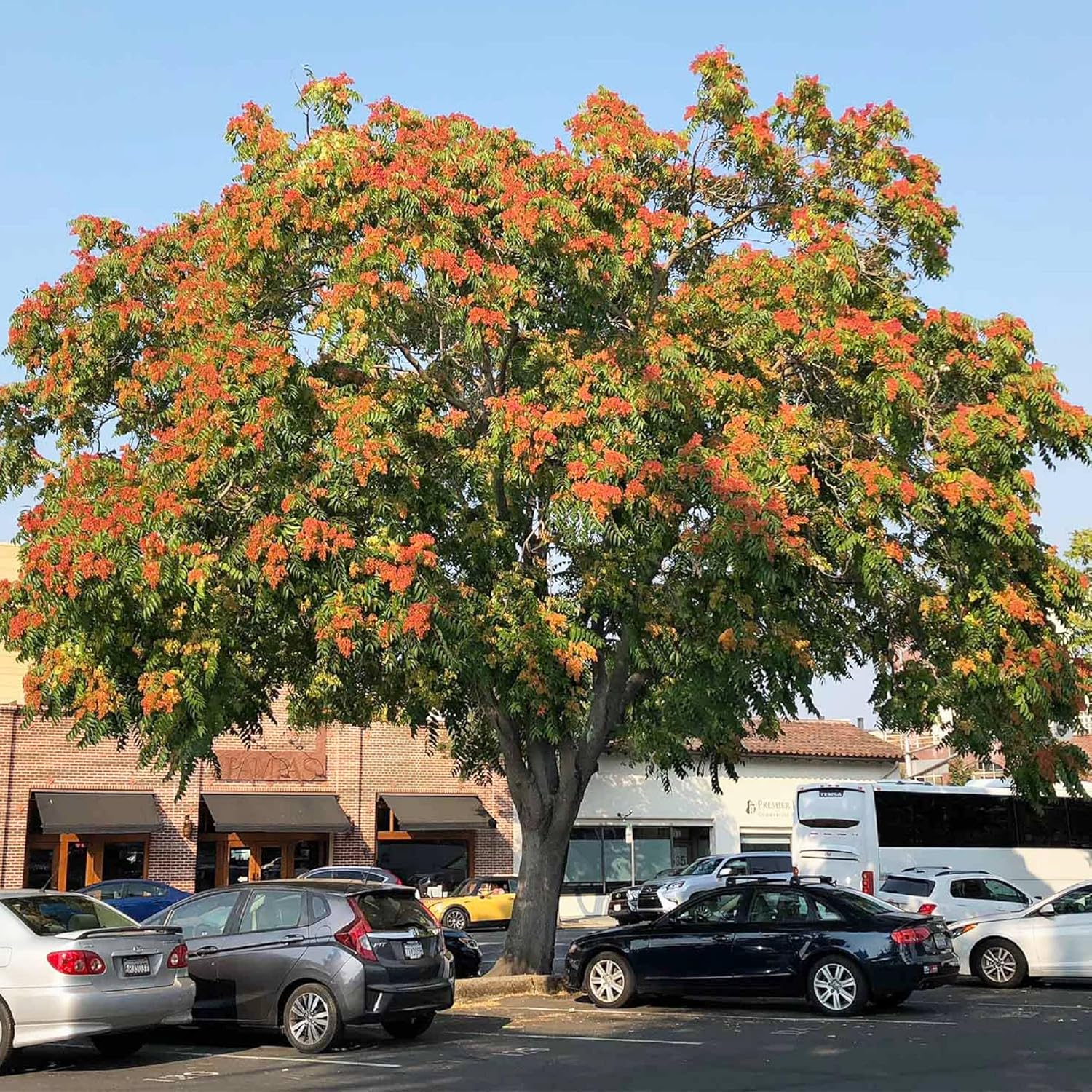 CHUXAY GARDEN Semillas de Ailanthus Altissima, semillas de árbol de zumaque chino para plantar árbol exótico raro del cielo, 10 semillas de árbol