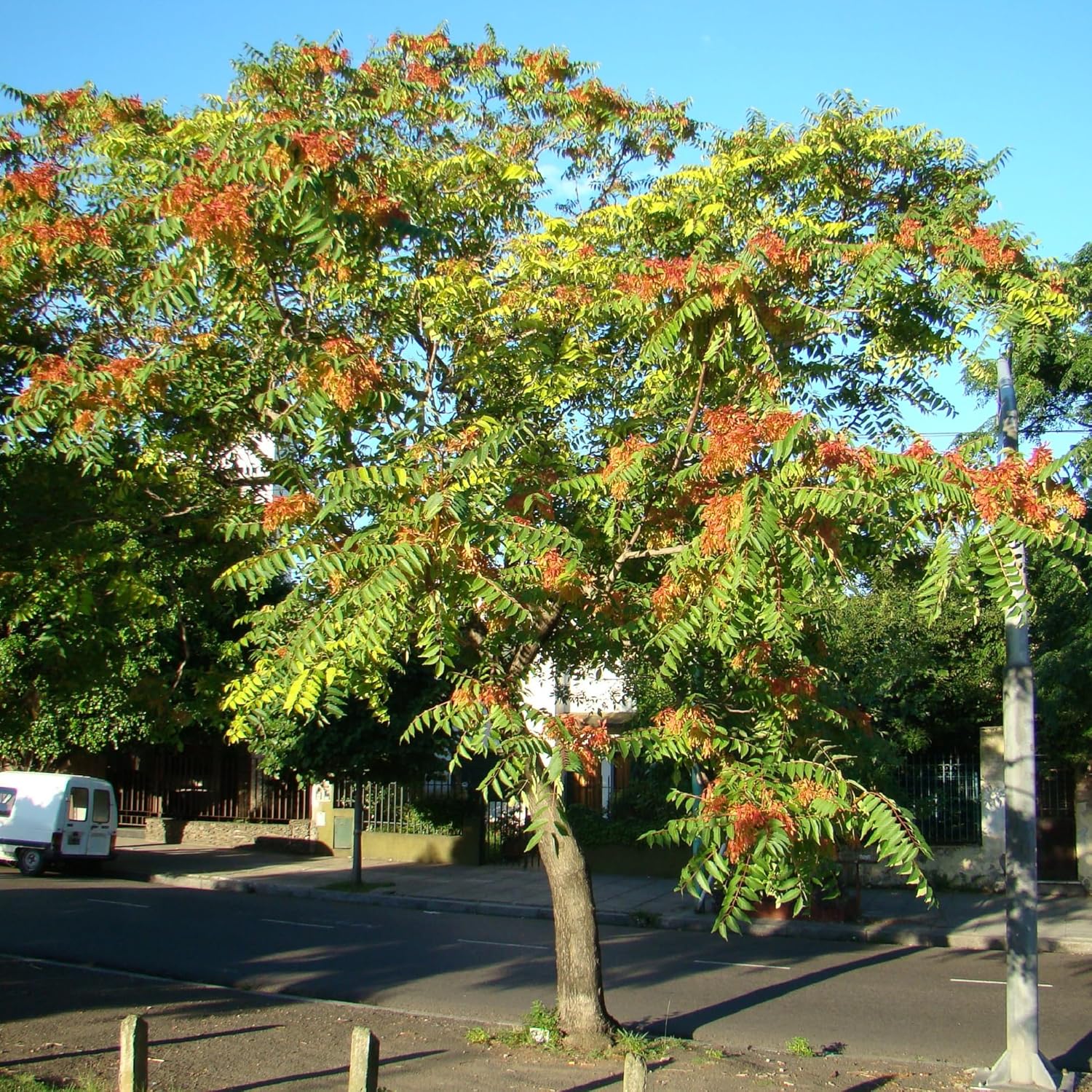 CHUXAY GARDEN Semillas de Ailanthus Altissima, semillas de árbol de zumaque chino para plantar árbol exótico raro del cielo, 10 semillas de árbol