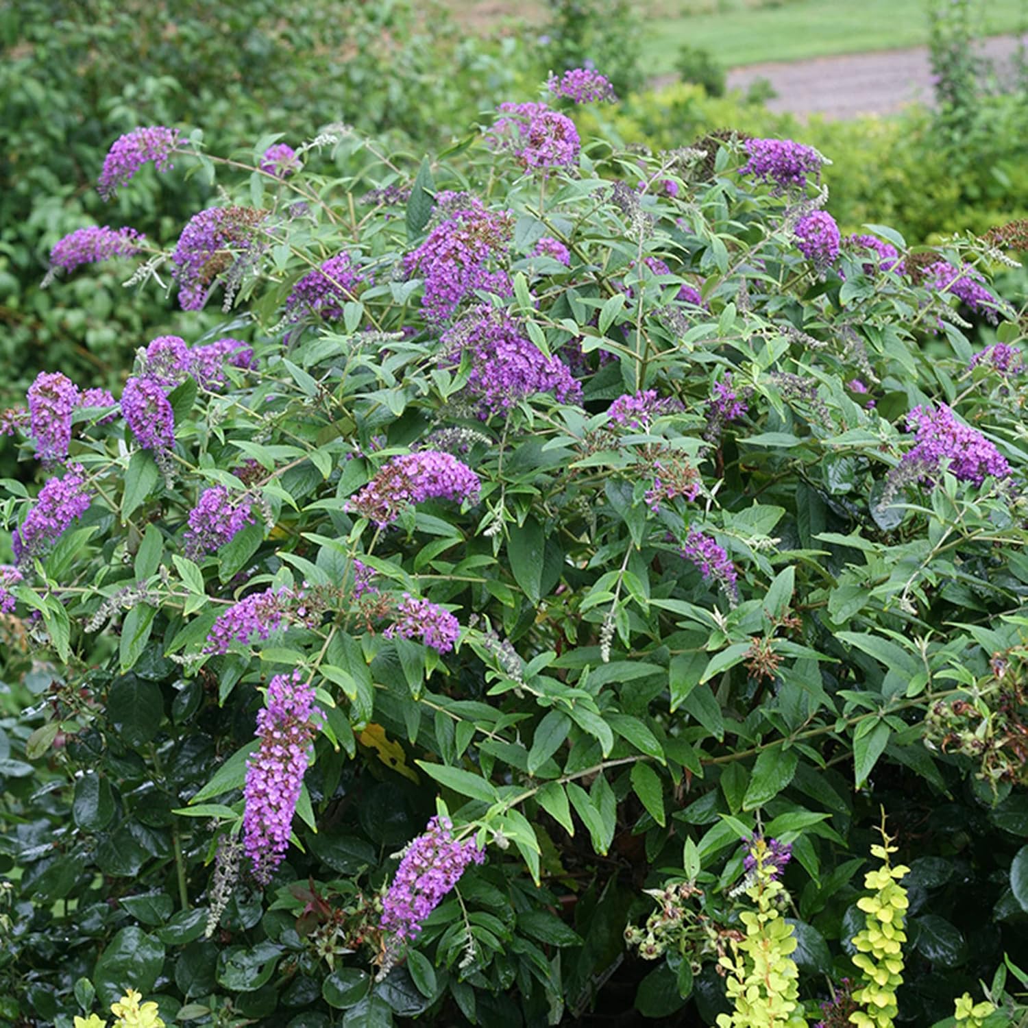 YEGAOL Garden – Semillas de arbusto de mariposa morada Buddleia Davidii, fragantes, de rápido crecimiento, arbusto caducifolio, atrae mariposas,