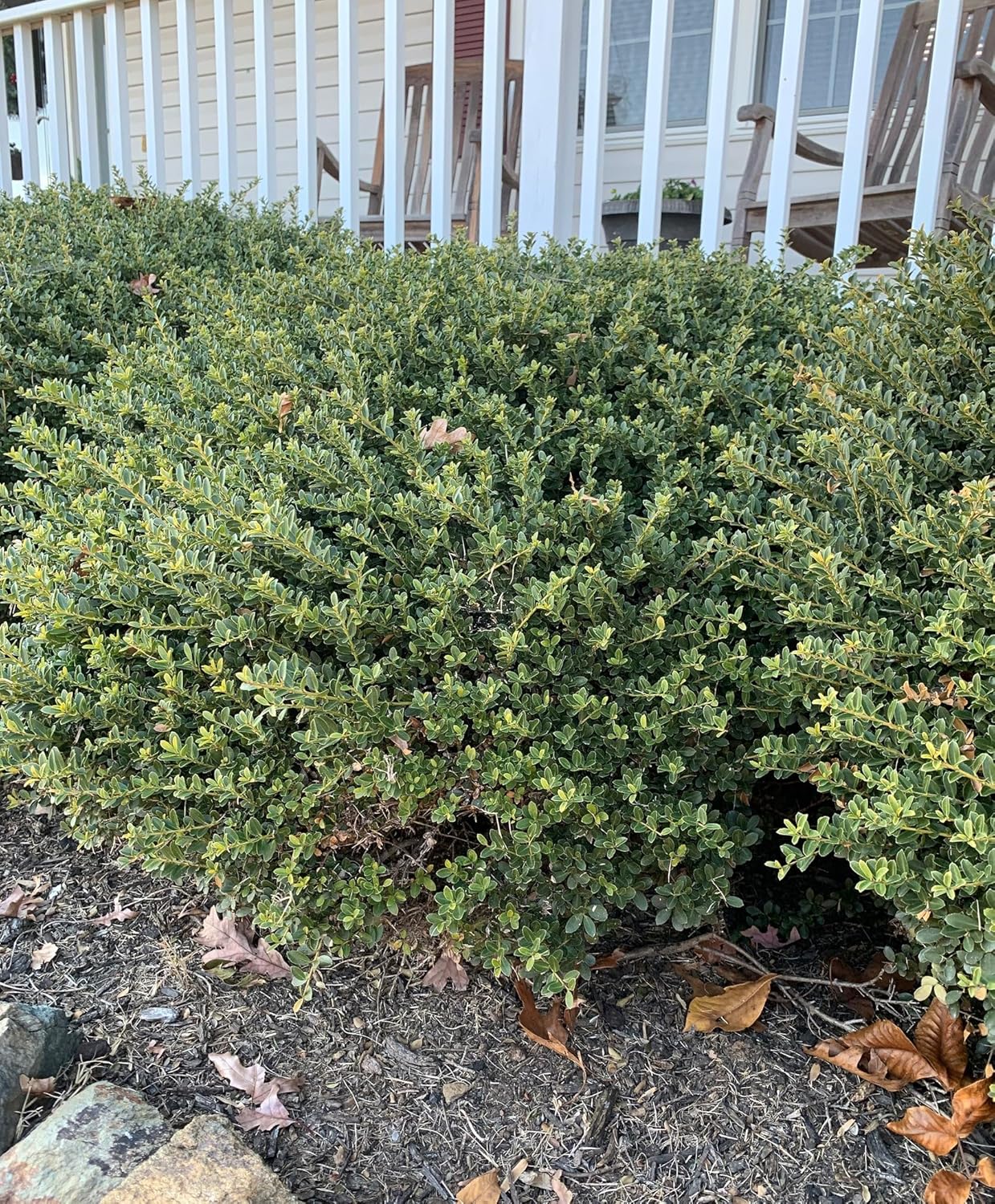 Helleri – Arbusto de acebo  3 plantas vivas I Ilex Cornutal  Árbol de hoja perenne compacto ideal para bordes bajos, jardines formales y