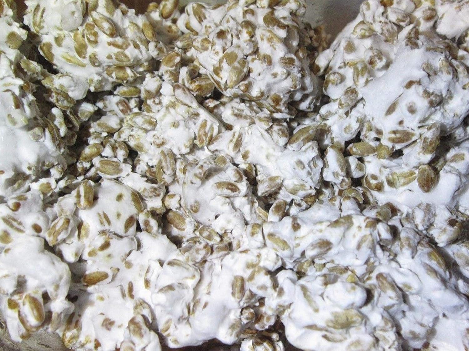 1 libra de micelio de hongos de olmo blanco para cultivar hongos gourmet y medicinales en casa o comercialmente – Uso para crecer en pajilla,