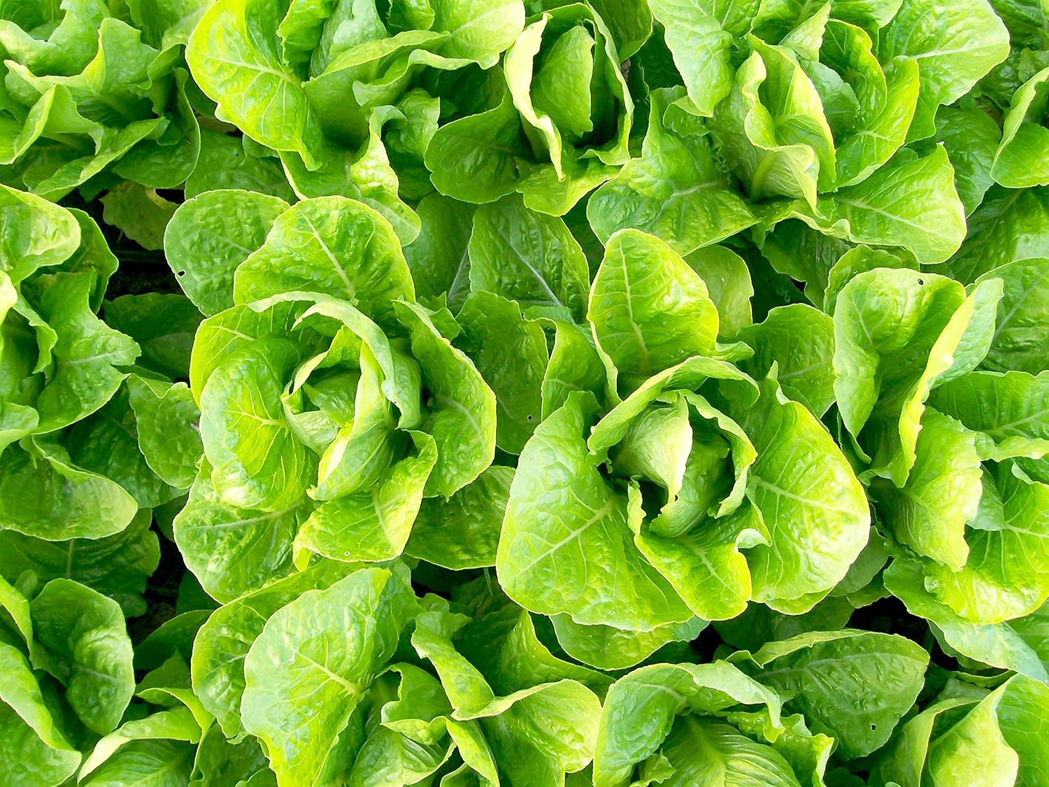Jericho Semillas de lechuga romana para plantar, más de 500 semillas tradicionales por paquete, semillas de jardín de Isla (semillas de jardín de