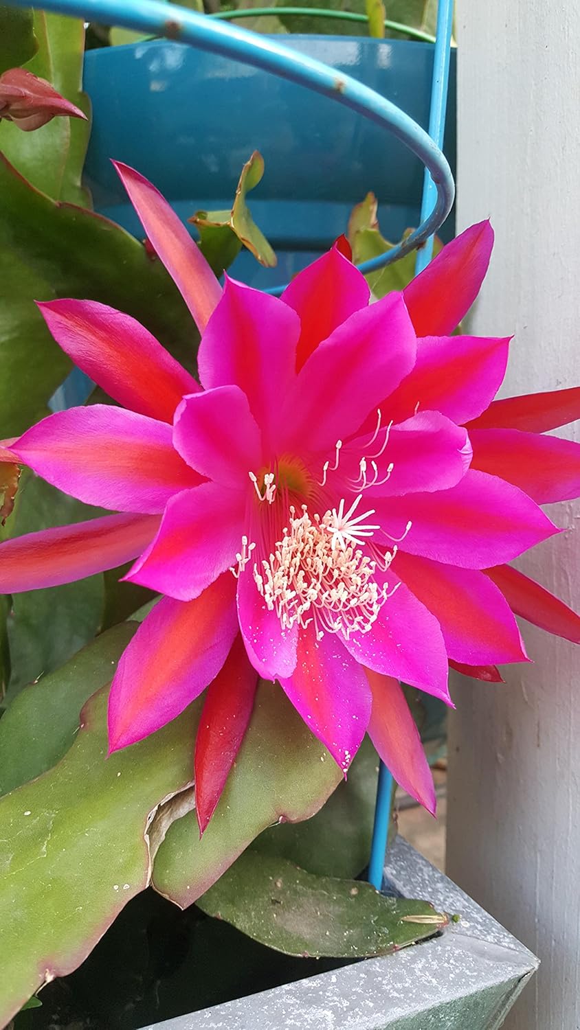 Epiphyllum Orquídea 8″-10″ Planta de corte fresco Queen of The Night Cactus RIC Rac (morado)