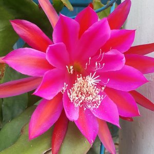Epiphyllum Orquídea 8″-10″ Planta de corte fresco Queen of The Night Cactus RIC Rac (morado) Epiphyllum Orquídea 8″-10″ Planta de corte fresco Queen of The Night Cactus RIC Rac (morado)
